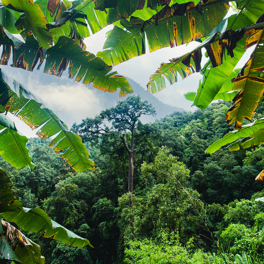The Jungle